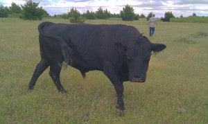 A large black bull.