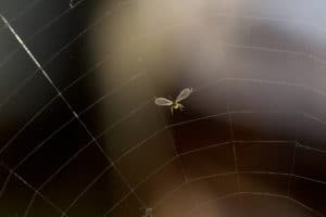 trapped fly in web