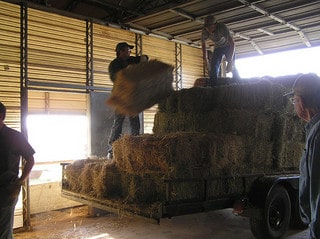 Farm family loading hay bales on a trailer.