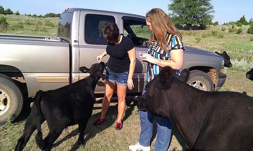 When friends visit me, they don't want to see the museum. They want to meet my cows. 