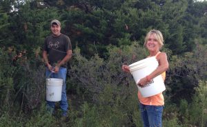 A man and woman with big buckets collecting wild sand plums about the size of a coin