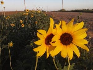 Wild sunflowers growing alongside a country road